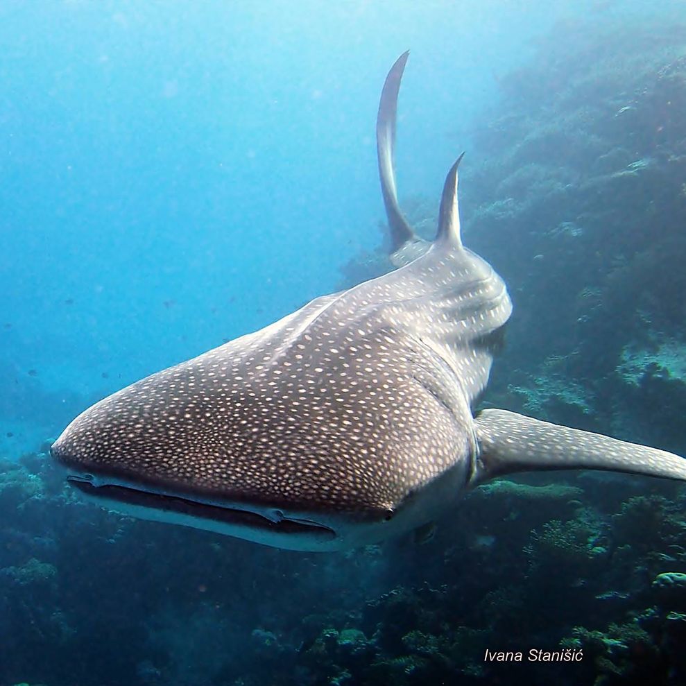 Whale Shark Conservation