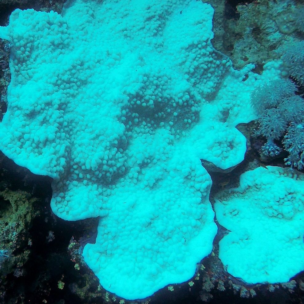 Coral Mortality Survey