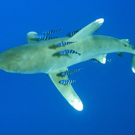 Shark Ecology 