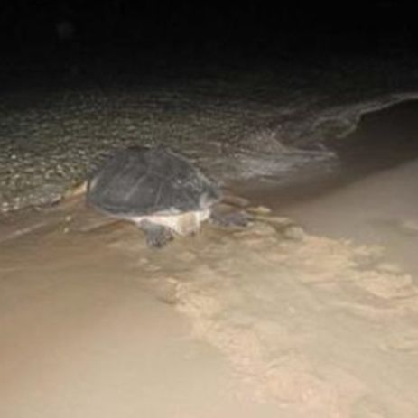 Monitoring of Sea Turtles in Nesting Ground